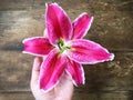 Woman hand holding pink liliy flower, wooden background Royalty Free Stock Photo