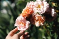 Woman hand holding pink rose flowers in rockery in summer time. Gardener worker cares about flowers in flower garden Royalty Free Stock Photo