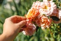 Woman hand holding pink rose flowers in rockery in summer time. Gardener worker cares about flowers in flower garden Royalty Free Stock Photo