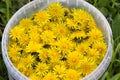 Woman hand holding the plastic bucket with many buds of yellow dandelions