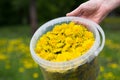 Woman hand holding plastic bucket with many buds of yellow dandelions on the green meadow