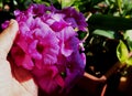 Woman hand holding purple orchid flowers. Royalty Free Stock Photo