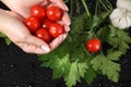 Woman hand holding red cherry tomato under the water drops in a black background. Vegetarian food. Royalty Free Stock Photo