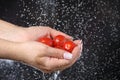 Woman hand holding red cherry tomato under the water drops in a black background. Vegetarian food. Royalty Free Stock Photo