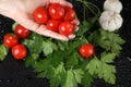 Woman hand holding red cherry tomato under the water drops in a black background. Vegetarian food. Royalty Free Stock Photo