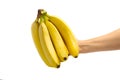 woman hand holding ripe bananas, isolated on white background. Royalty Free Stock Photo