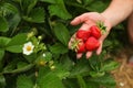 Woman hand holding ripe strawberries, leaves and strawberry flow Royalty Free Stock Photo