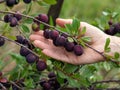 Woman hand holding ripe ussuri plums hanging on tree branch ready to be harvested. Prunus ussuriensis