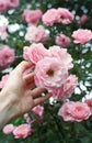 Woman hand holding a rose on blooming bush in garden
