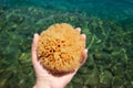 Woman hand holding and showing natural organic sea sponge bath sponge.
