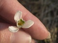 Woman hand holding small fragile snow-drop flower between finger