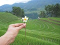 woman hand holding small wild flower over green rice field background Royalty Free Stock Photo