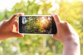 Woman hand holding smartphone taking photo picture of nature green tree and sunset bokeh background / mobile phone photography and Royalty Free Stock Photo