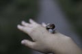 Woman hand holding a snail outdoors closeup shot