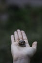 Woman hand holding a snail outdoors closeup shot