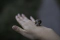 Woman hand holding a snail outdoors closeup shot