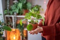 Woman hand holding terracotta pot with Pilea peperomioides known as Chinese money plant. Plant lover