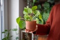 Woman hand holding terracotta pot with Pilea peperomioides known as Chinese money plant. Plant lover