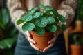 Woman hand holding terracotta pot with Pilea peperomioides known as Chinese money plant. Plant lover