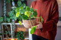 Woman hand holding terracotta pot with Pilea peperomioides known as Chinese money plant. Plant lover