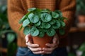 Woman hand holding terracotta pot with Pilea peperomioides known as Chinese money plant. Plant lover