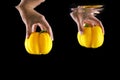 Woman Hand Holding Vegetable Yellow Bell Pepper Isolated. Close Up Vegetarian space. Concept Juicy Yellow Paprika Dropped into Royalty Free Stock Photo