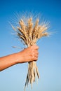 Woman hand holding wheat spikes against blue sky Royalty Free Stock Photo