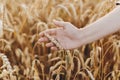 Woman hand holding wheat stem in field, close up. Grain harvest. Female hand touching ripe wheat ears in summer countryside. Royalty Free Stock Photo