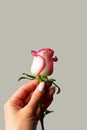 Woman hand holding white and pink rose bud on a gray isolated background. Symbol of chastity and virginity