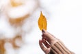 Woman hand holding yellow color autumn leaves with copy space for text, falling natural background for season change and vibrant Royalty Free Stock Photo