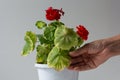 Woman hand holding yellow leaf of blooming geranium damaged because of hotness and drought