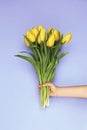 Woman hand holding yellow tulip flowers on purple background. Flat lay, top view. Tulip flower background. Royalty Free Stock Photo