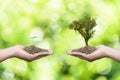 Woman hand holding young baby tree Royalty Free Stock Photo