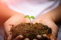 Woman hand holding young baby tree with soil in background. Royalty Free Stock Photo