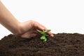 Woman hand holding young green sprout in the ground Royalty Free Stock Photo