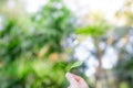 Woman hand holding young small plant. Preparing for growing. Royalty Free Stock Photo