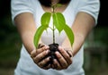 Woman hand holding young tree in soil Royalty Free Stock Photo