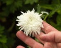 Woman in hand holds a daisy flower, close-up, white Royalty Free Stock Photo