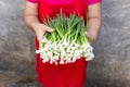 Woman hand holds fresh green spring onions on grey background. Royalty Free Stock Photo