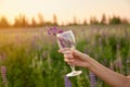 Woman hand holds a glass with lupinus in the meadow at sunset. Adaptogenic ayuverdic drink concept. Conscious