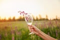 Woman hand holds a glass with lupinus in the meadow at sunset. Wellness and natural concept. Adaptogenic ayuverdic drink