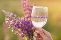 Woman hand holds a glass with lupinus in the meadow at sunset. Wellness and natural concept. Adaptogenic ayuverdic drink