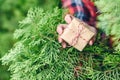 Woman hand holds out small gift through green juniper tree branches in the forest. Christmas coming concept. Royalty Free Stock Photo