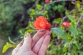 A woman hand holds a twig with an orange-red pomegranate flower Royalty Free Stock Photo