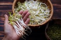 Woman hand with homemade bean sprouts, germinate of green beans Royalty Free Stock Photo