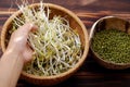 Woman hand with homemade bean sprouts, germinate of green beans Royalty Free Stock Photo