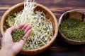 Woman hand with homemade bean sprouts, germinate of green beans Royalty Free Stock Photo