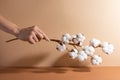 Woman hand keeps cotton brunch on beige background. Soft white flowers. Tenderness. Space for text