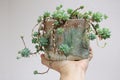 The lovely Echeveria _ succulent pot background