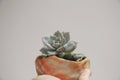 The lovely Echeveria _ succulent pot background